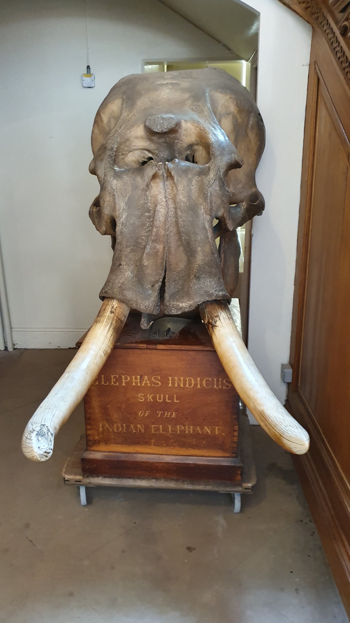 Asian Elephant Skull, Wollaton Hall NHM, 19th July 2021