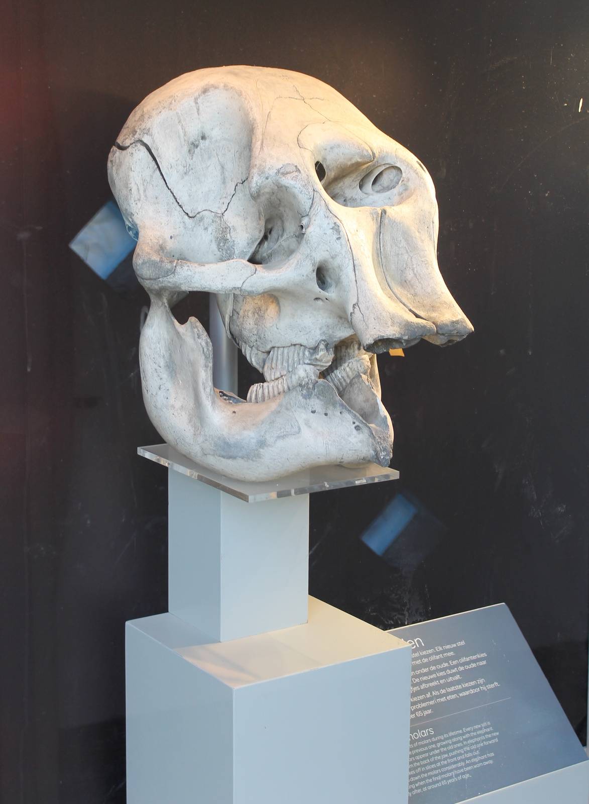 Asian elephant skull