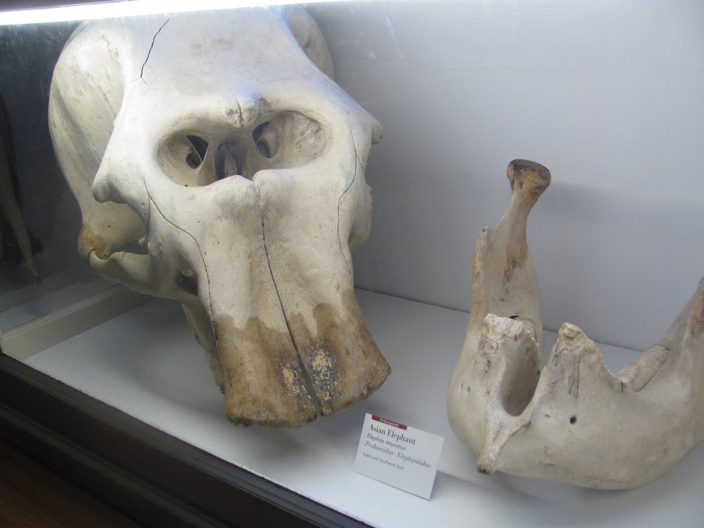 Asian Elephant Skull