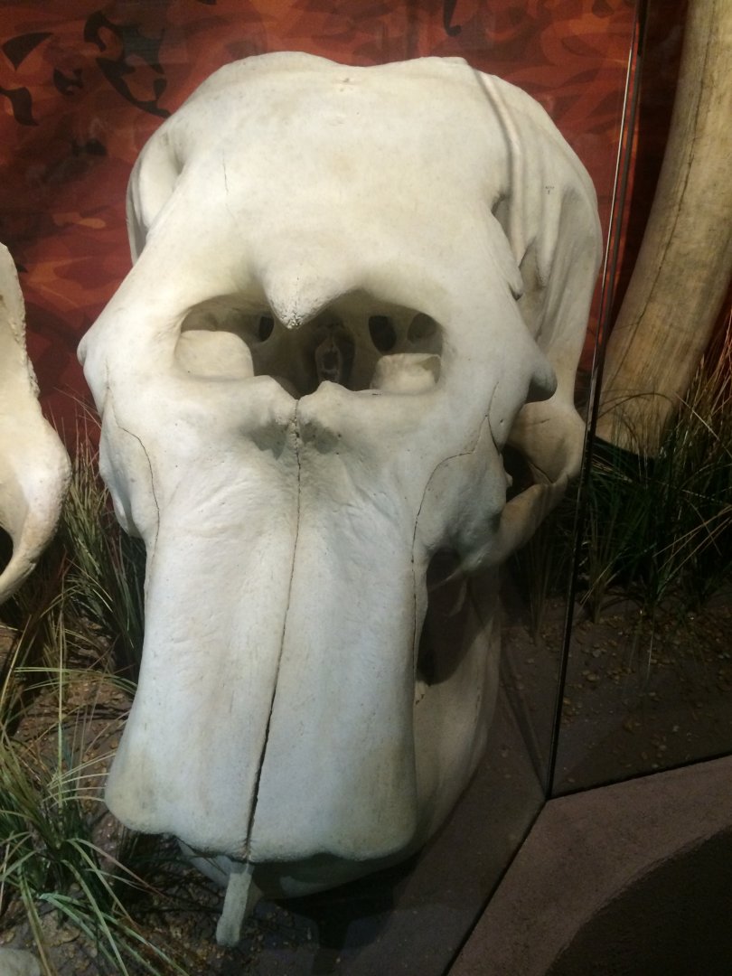 Asian Elephant Skull