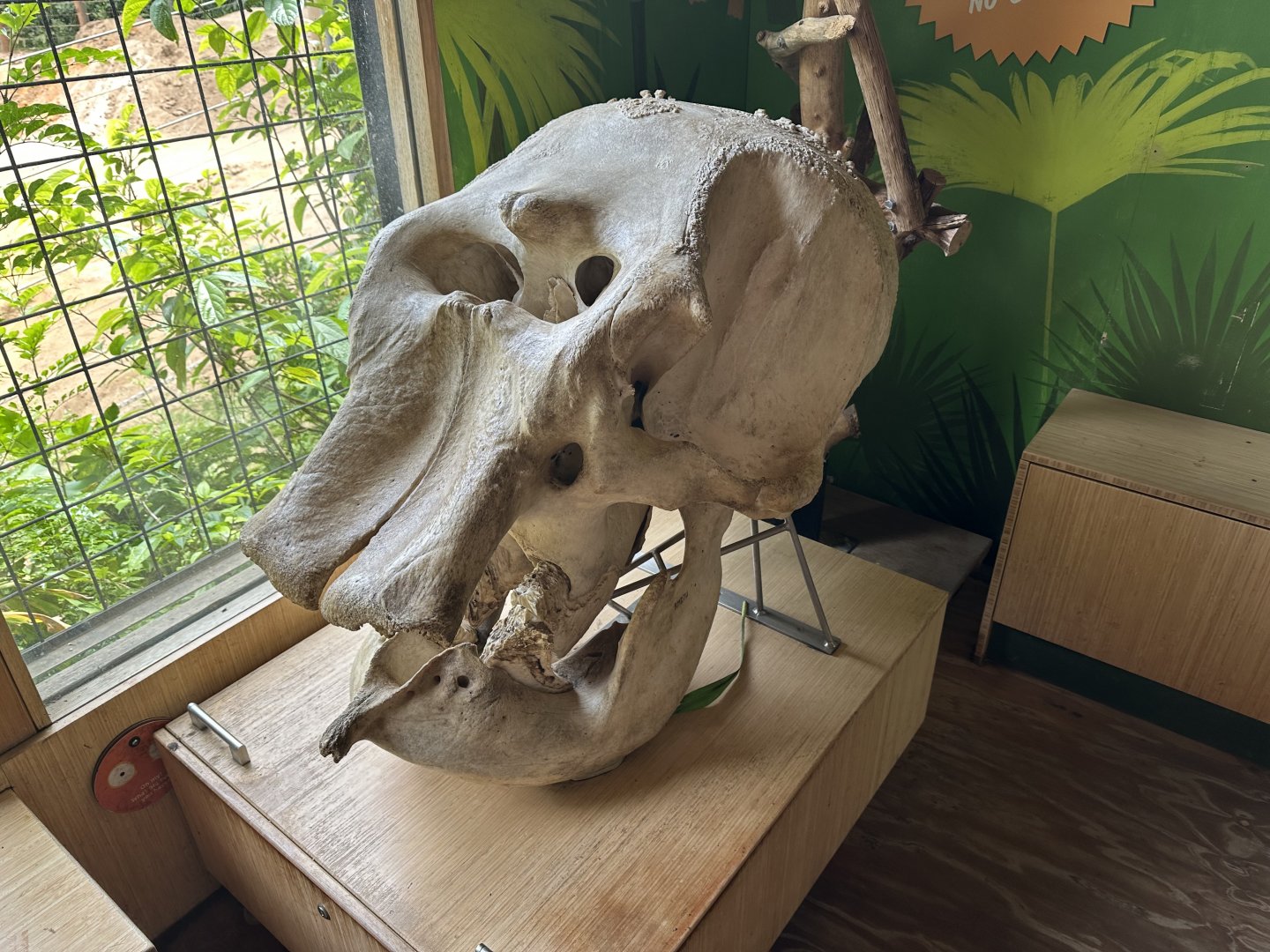 Asian Elephant Skull