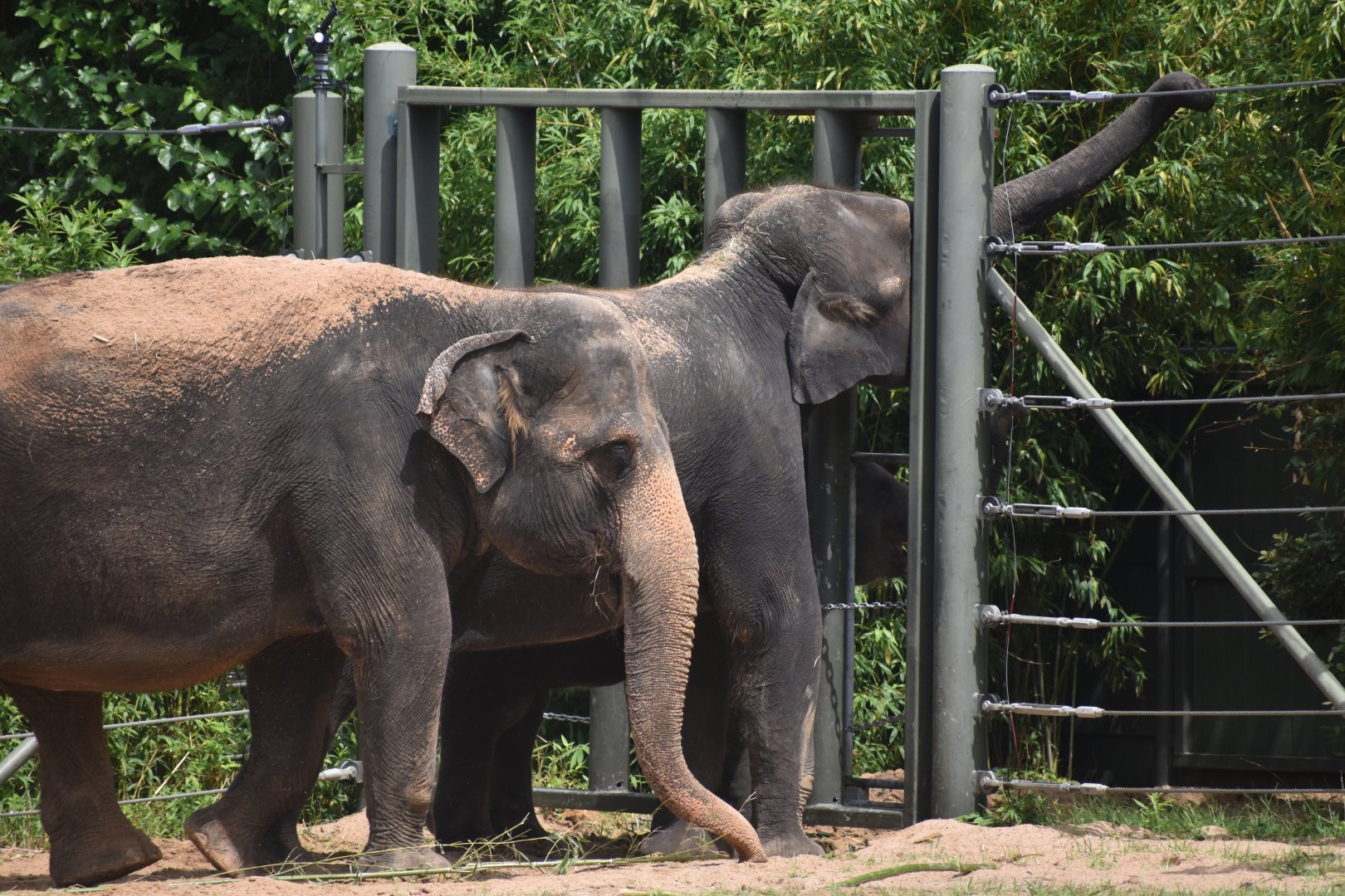 Asian Elephant Snatching Some Leaves
