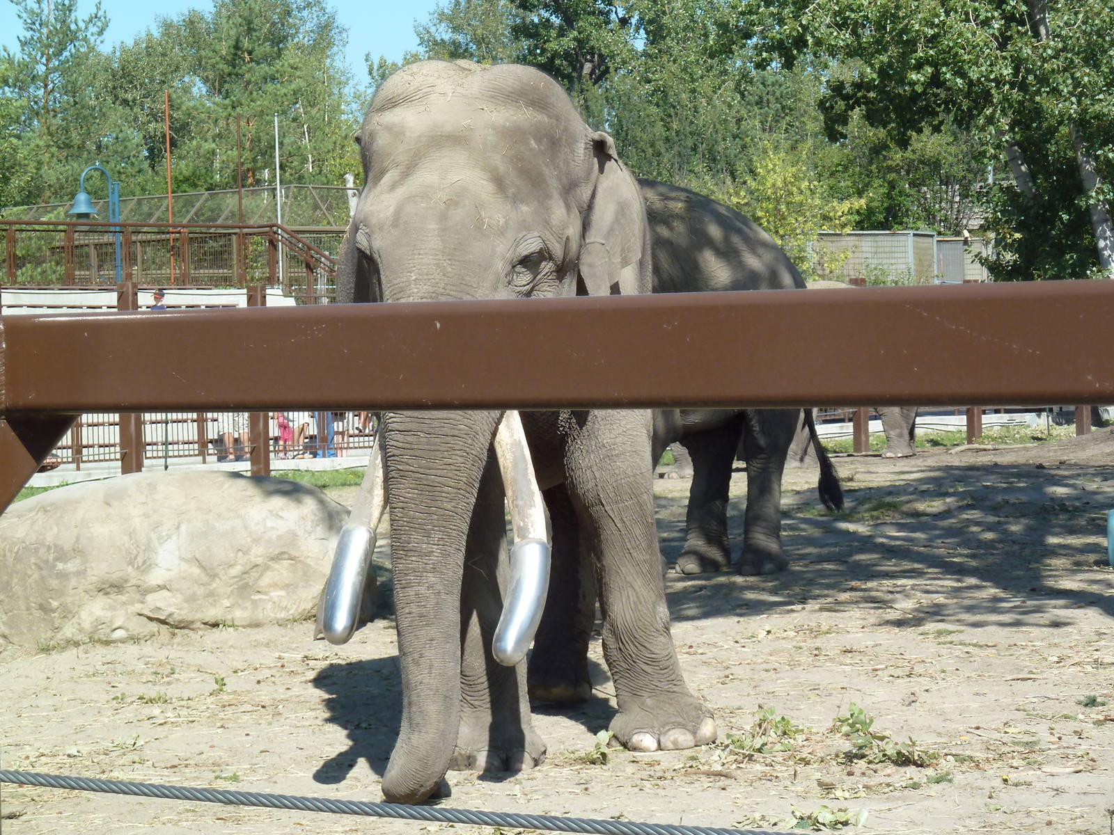 Asian Elephant Spike - His Metal Tusks