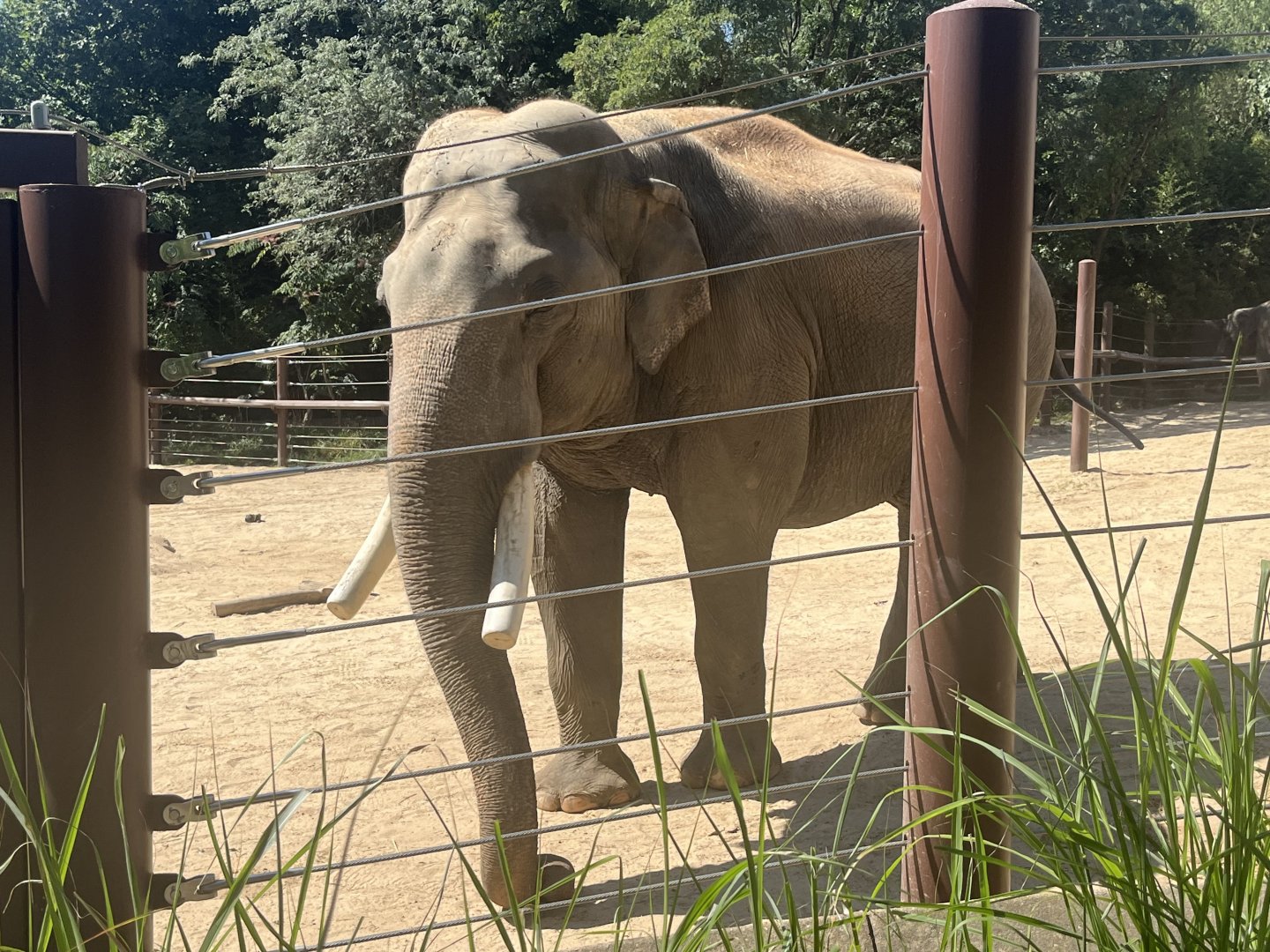 Asian Elephant (Spike)