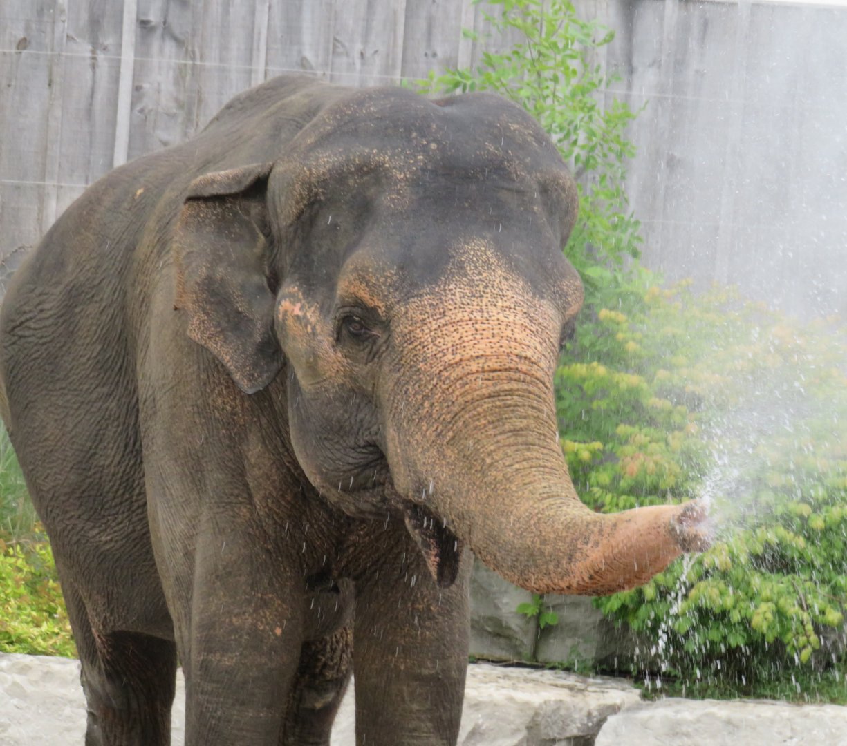Asian elephant spraying water out of trunk