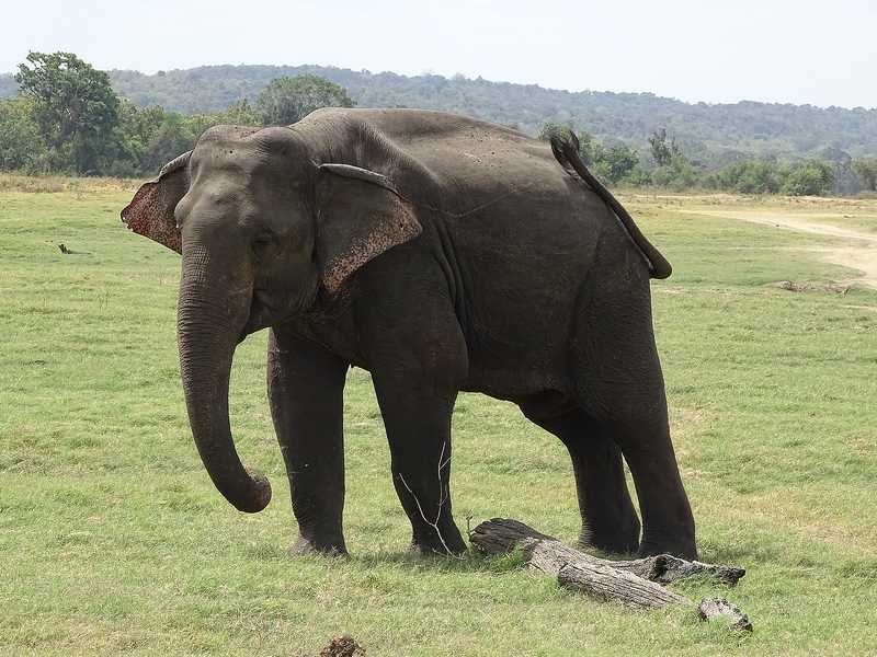 Asian elephant (Sri Lankan spp)