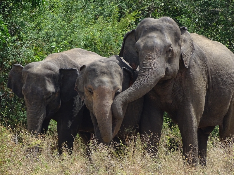 Asian elephant (Sri Lankan spp)