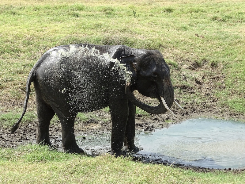 Asian elephant (Sri Lankan spp)
