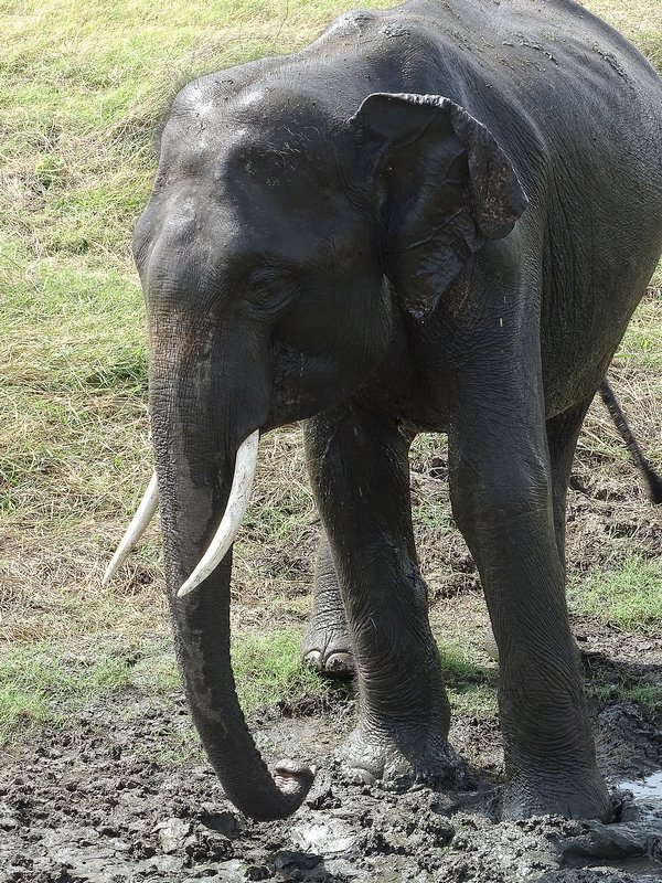 Asian elephant (Sri Lankan spp)