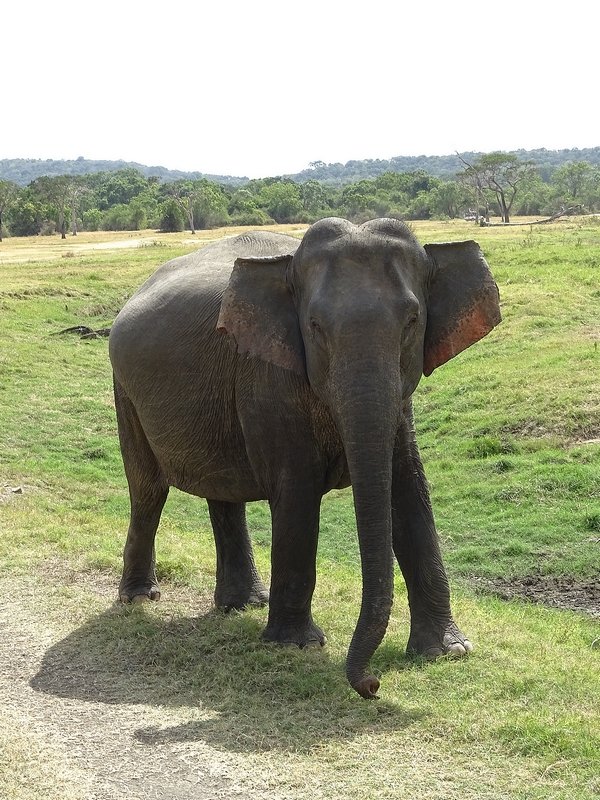 Asian elephant (Sri Lankan spp)