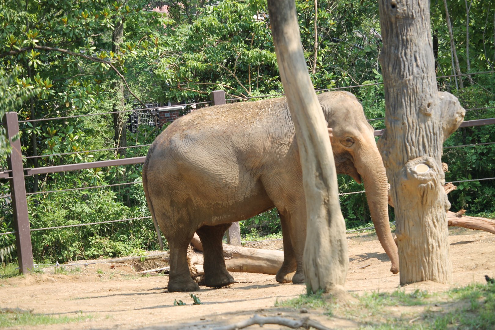 Asian Elephant Ssp. ID