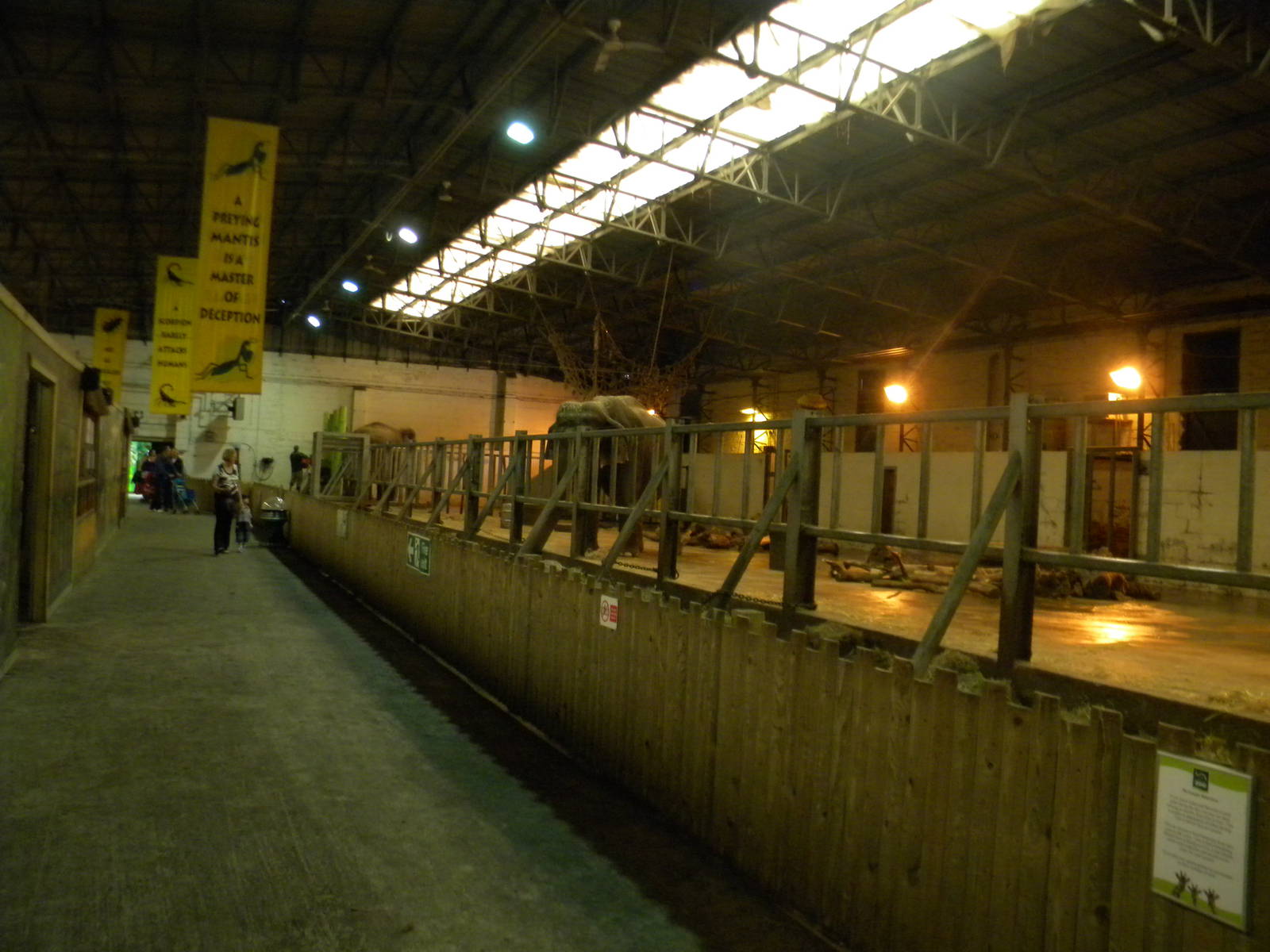 Asian Elephant Stalls at Blackpool Zoo 10th April 2011