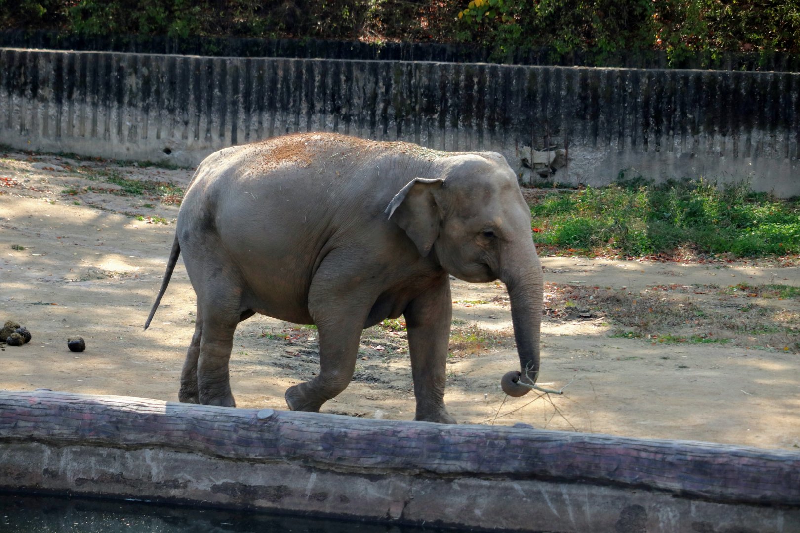 Asian elephant (Sugula)