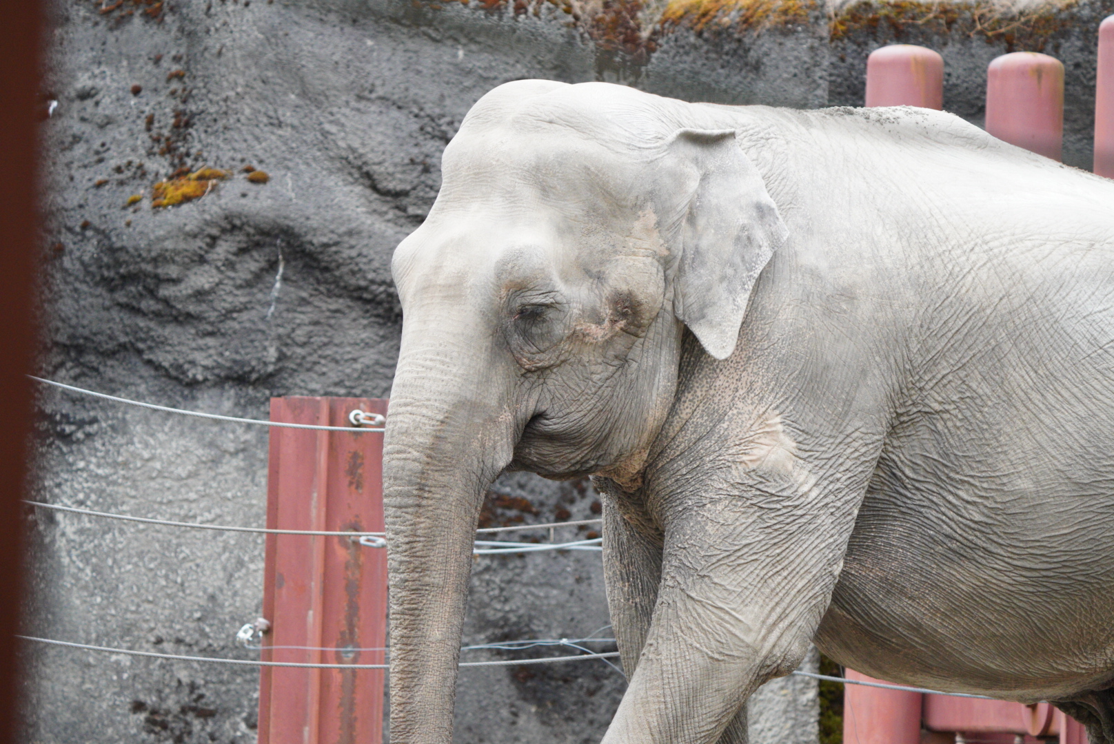 Asian Elephant (Suki)