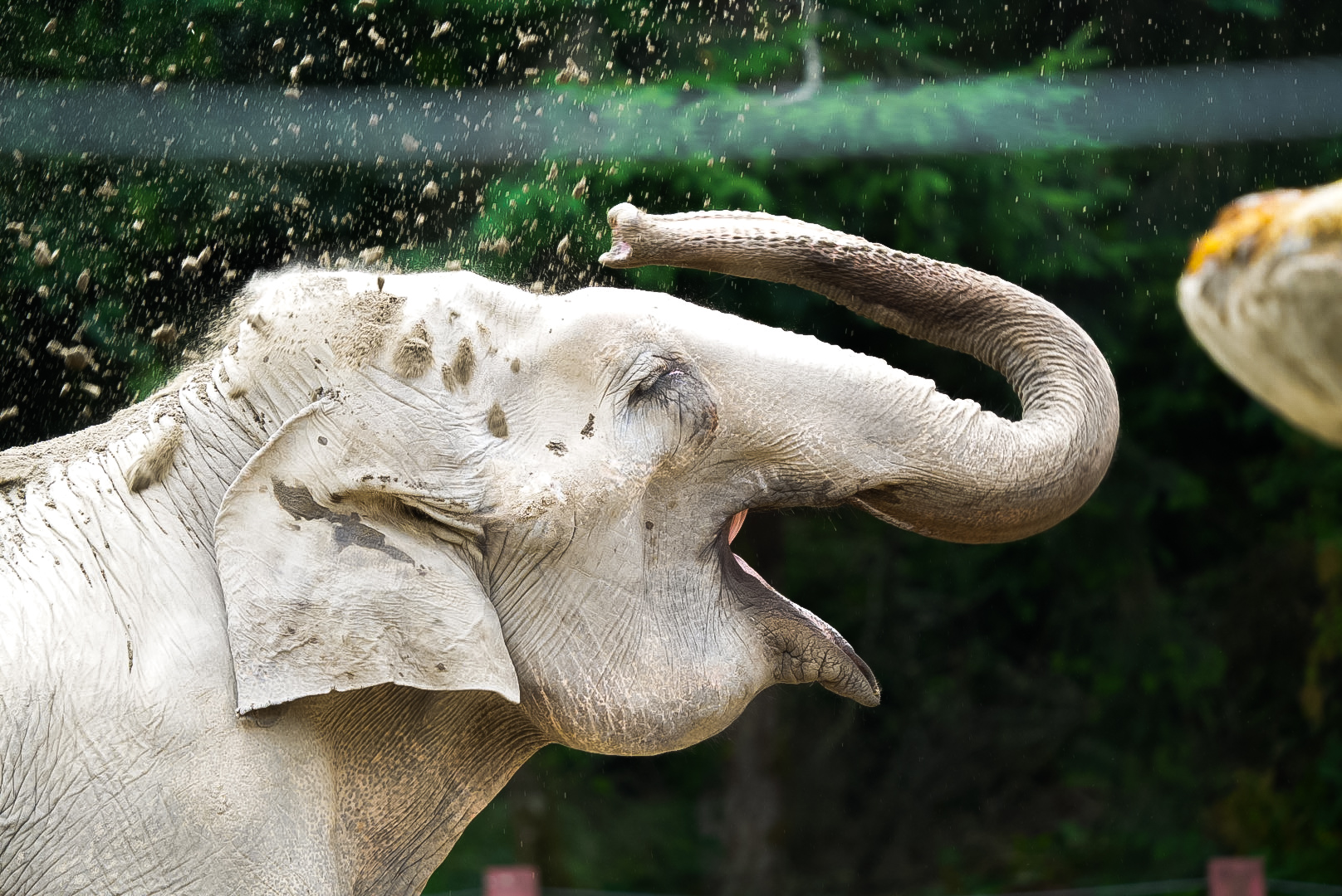 Asian Elephant (Suki)