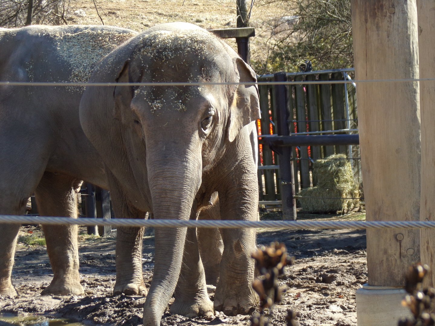 Asian Elephant, Sundara "Sunny"