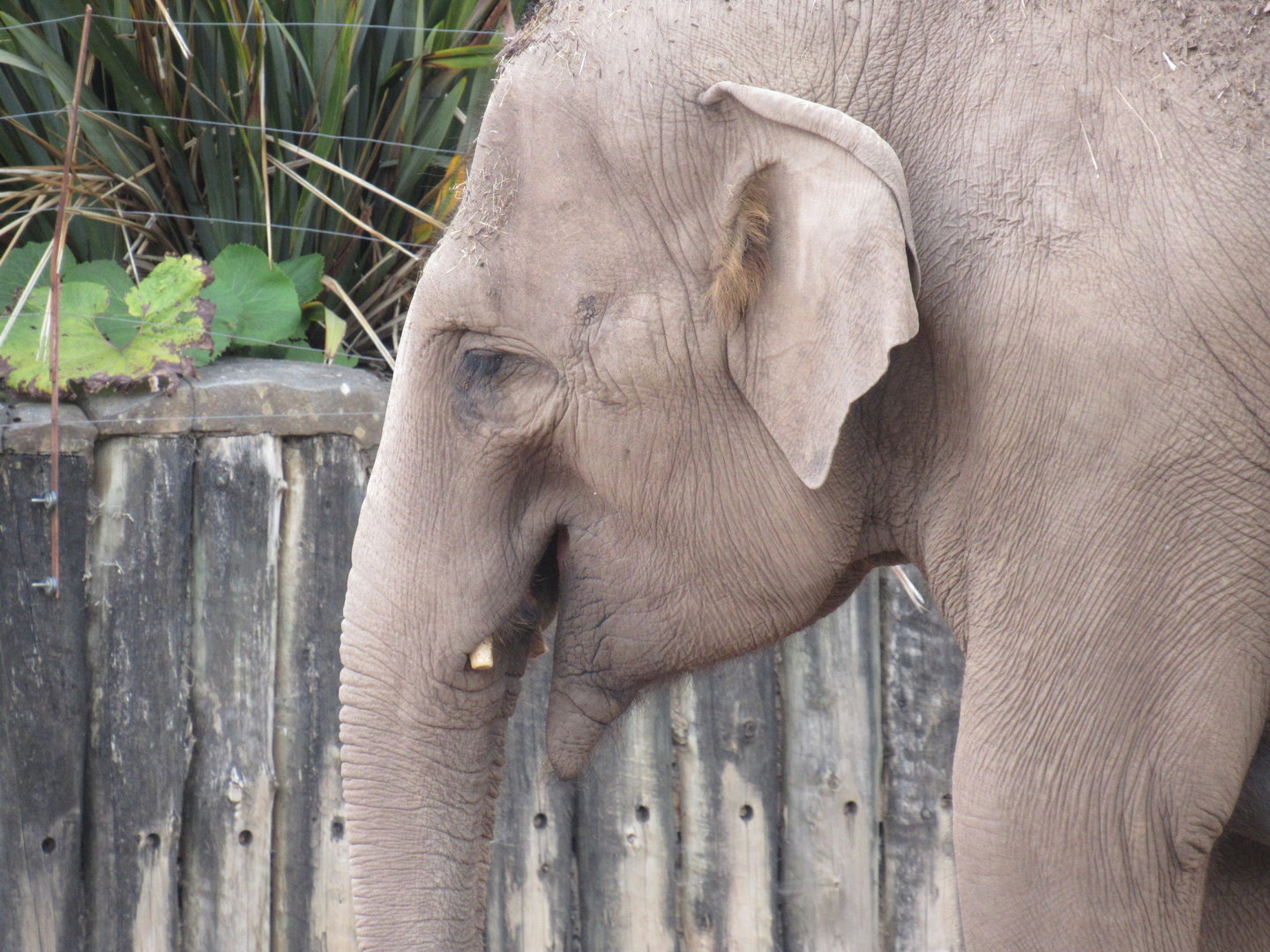 Asian Elephant - Sundara