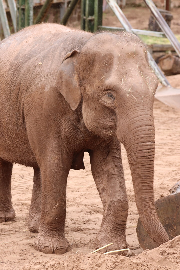 Asian Elephant 'Sundara'