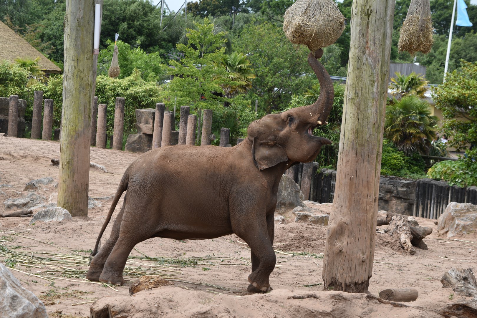 Asian elephant "Sundara"