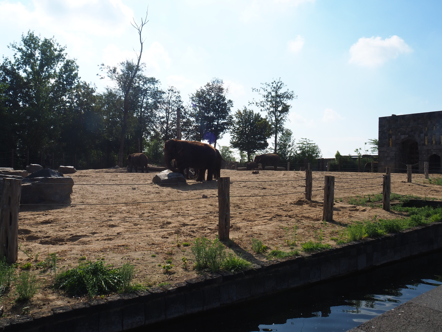 Asian elephant temple elephant paddock 2, 2020-09-02