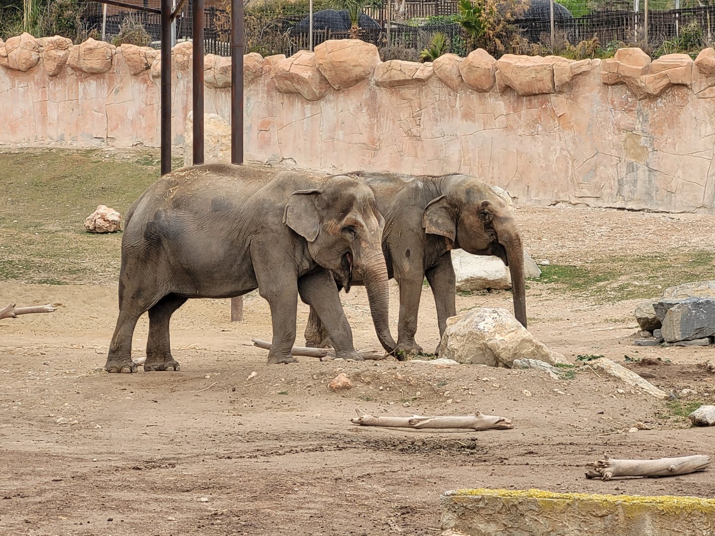 Asian elephant -TerraNatura Benidorm (2022)