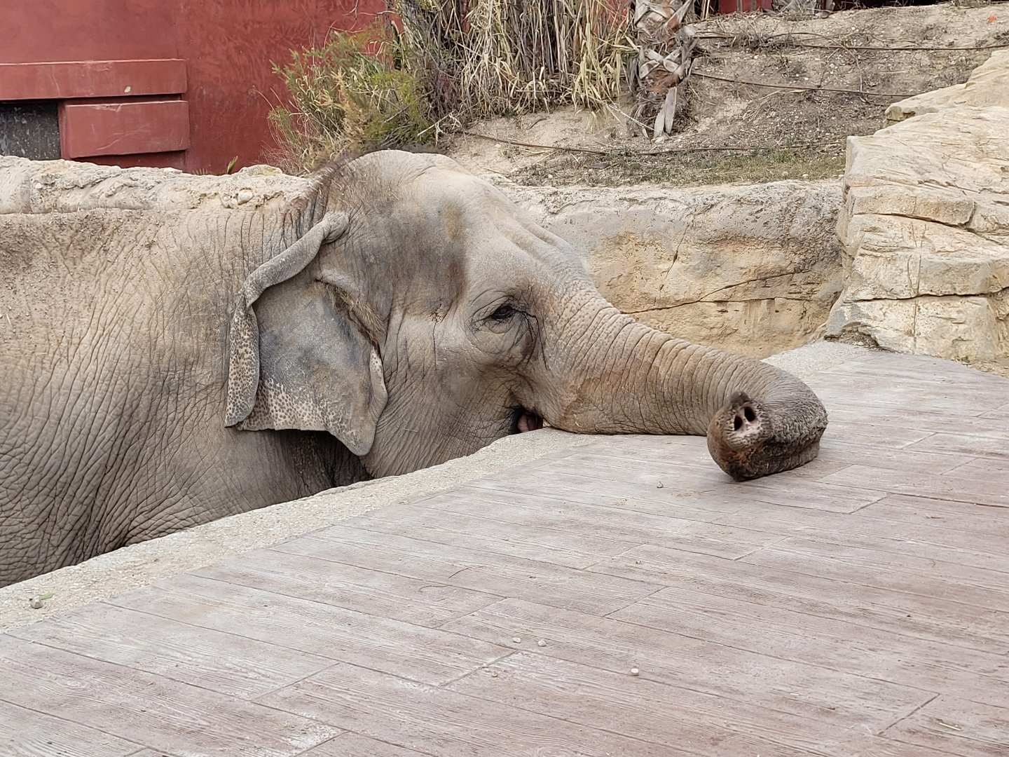 Asian elephant -TerraNatura Benidorm (2022)
