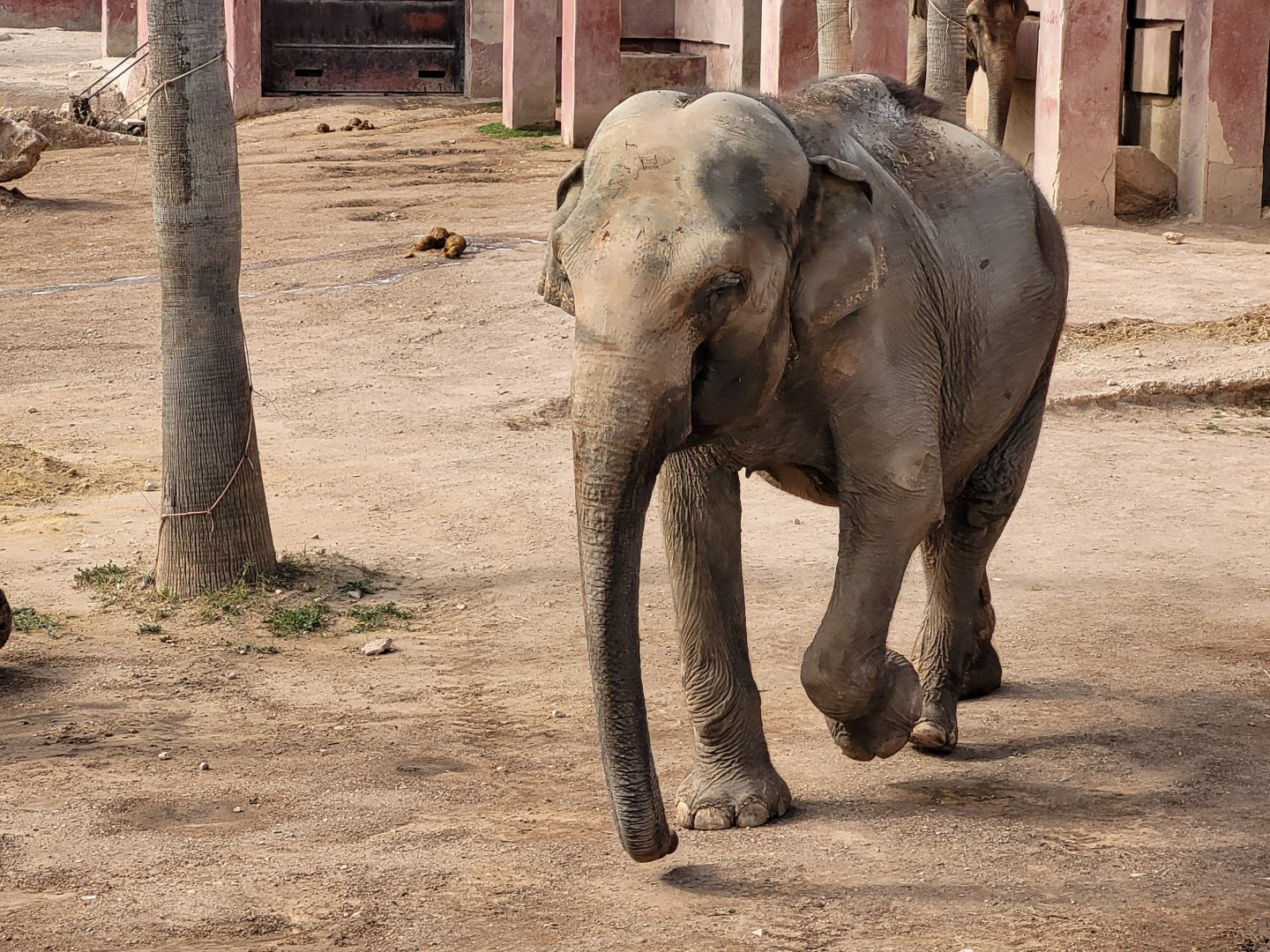 Asian elephant -TerraNatura Benidorm (2022)