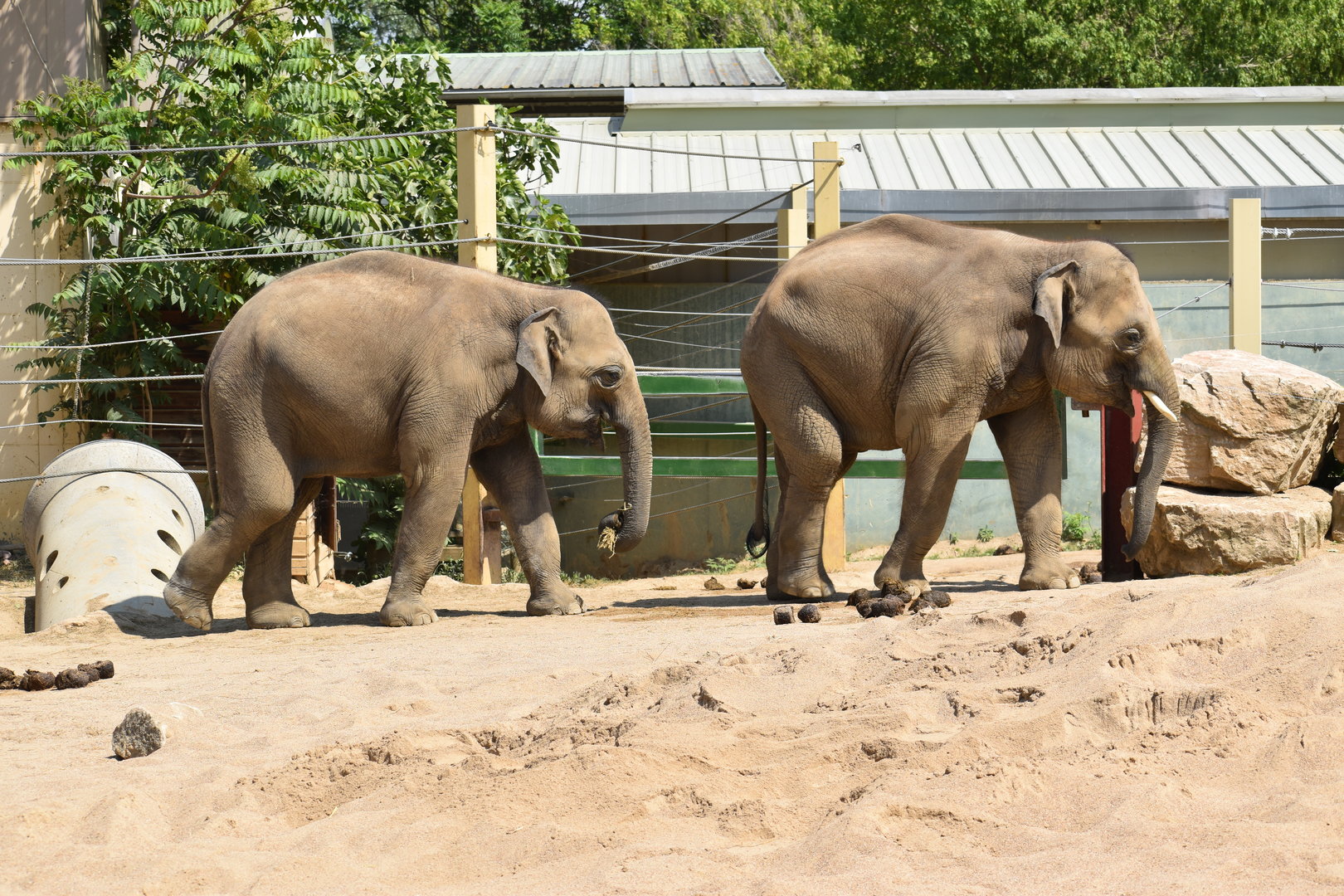 Asian Elephant "Thambi and Ravi" - Elephas maximus