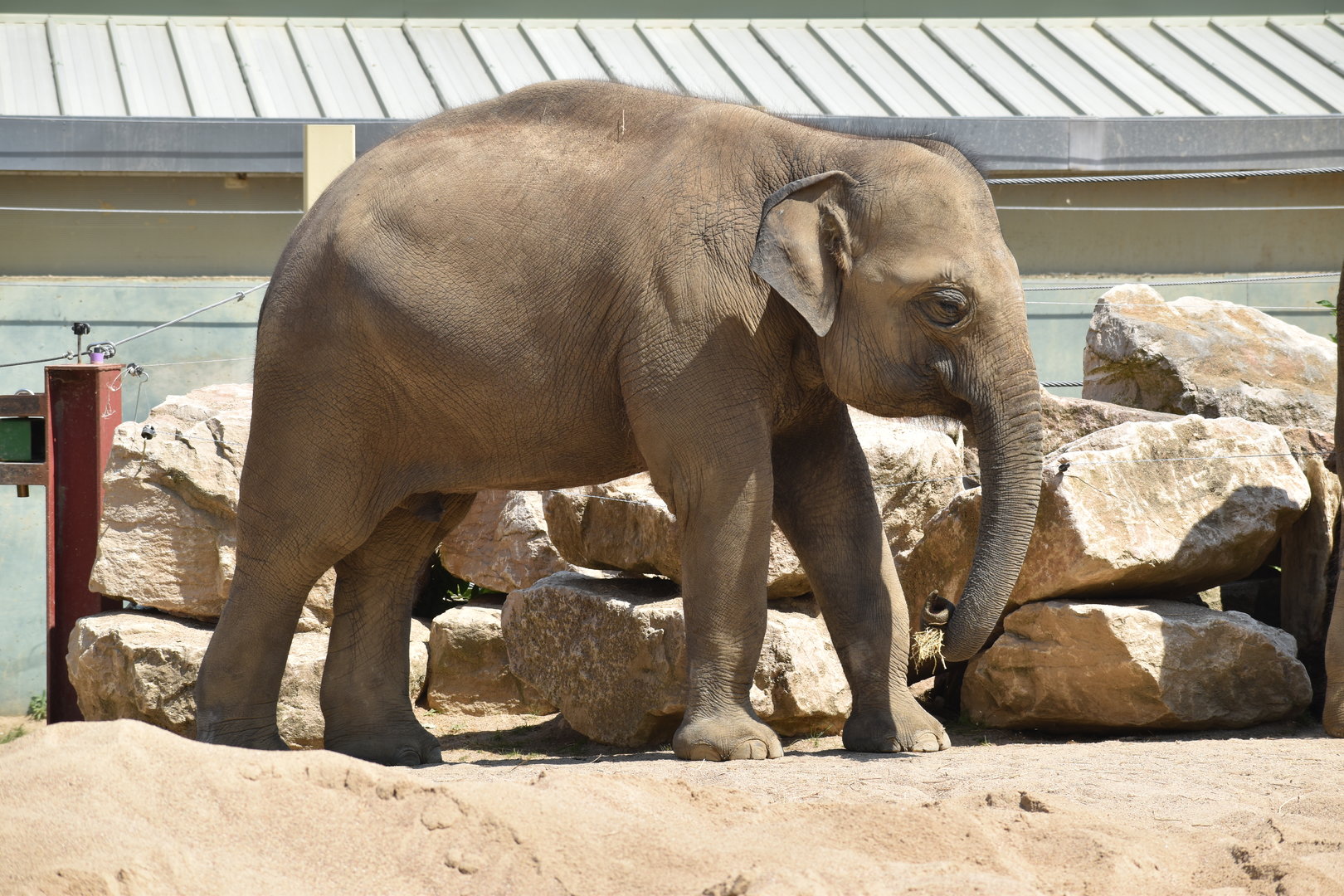 Asian Elephant "Thambi" - Elephas maximus