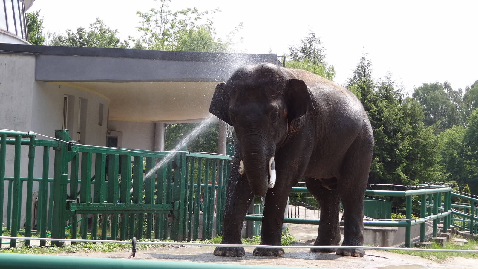 Asian Elephant Thisiam