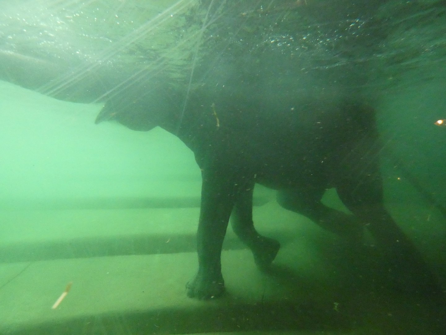 Asian Elephant through underwater viewing