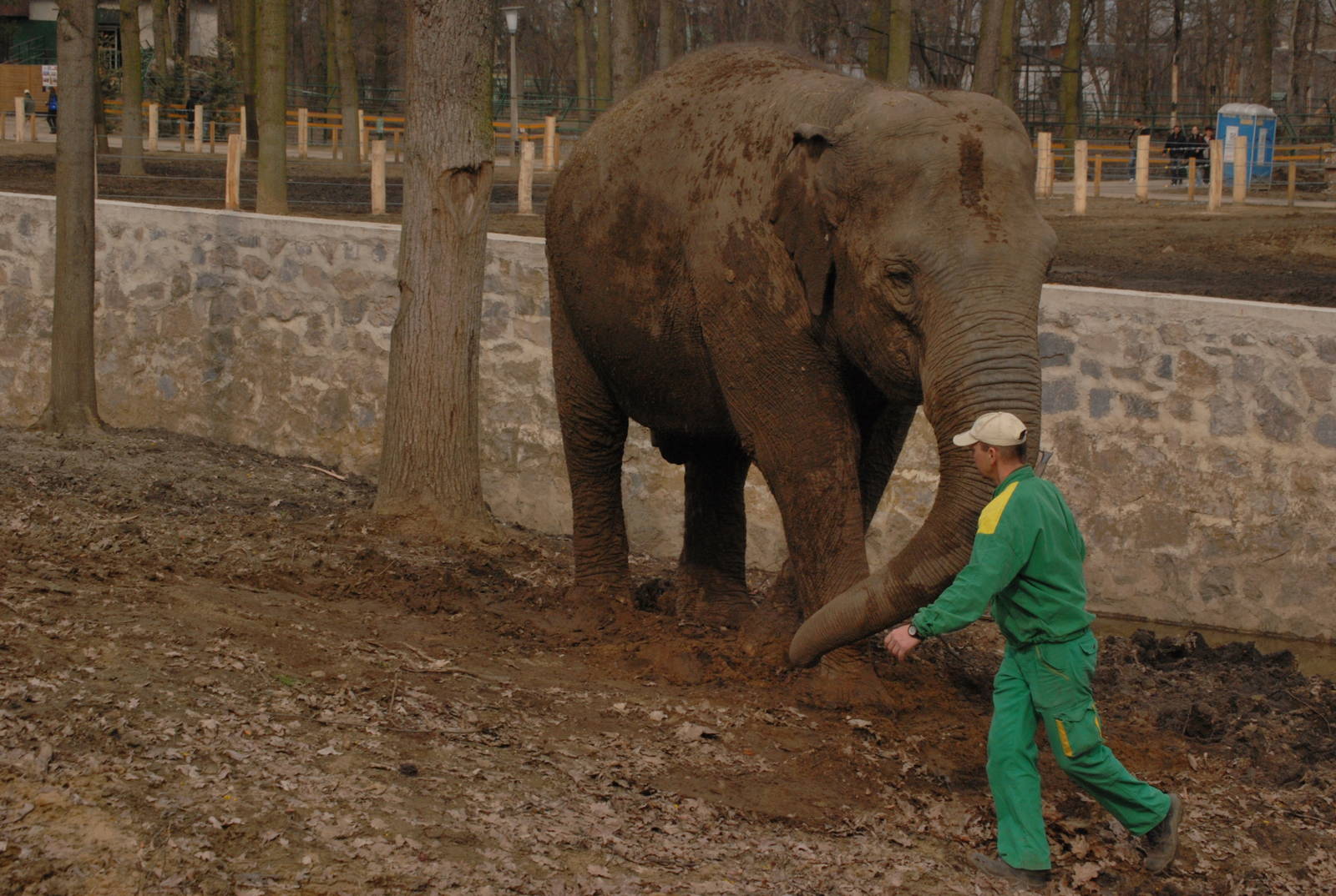 Asian elephant training