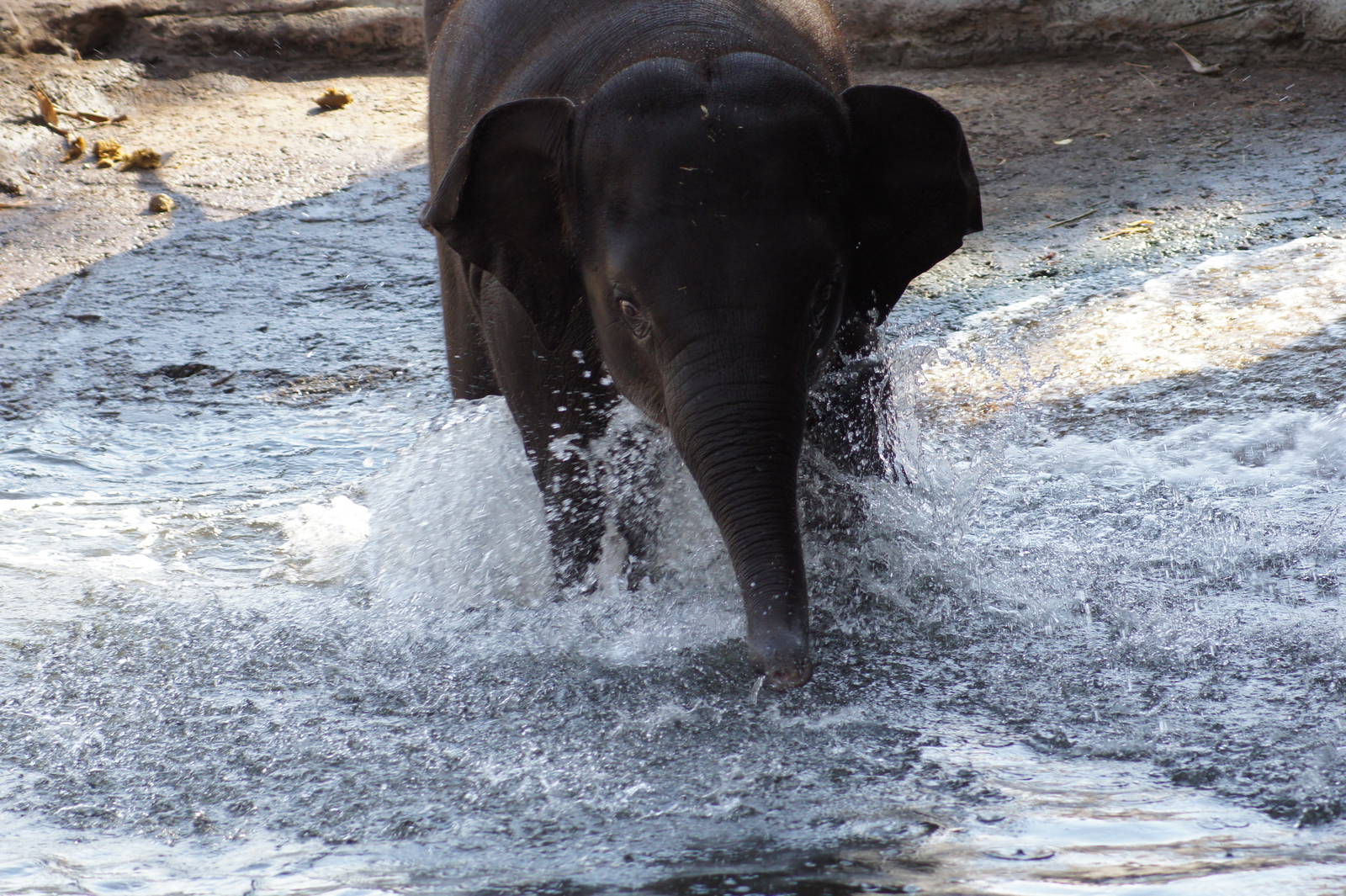 Asian Elephant 'Tukta'