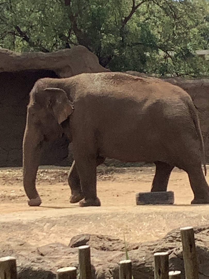 Asian Elephant Vaigai 3/25/23