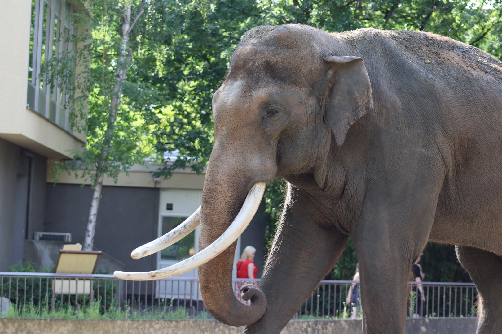 Asian Elephant 'Victor'