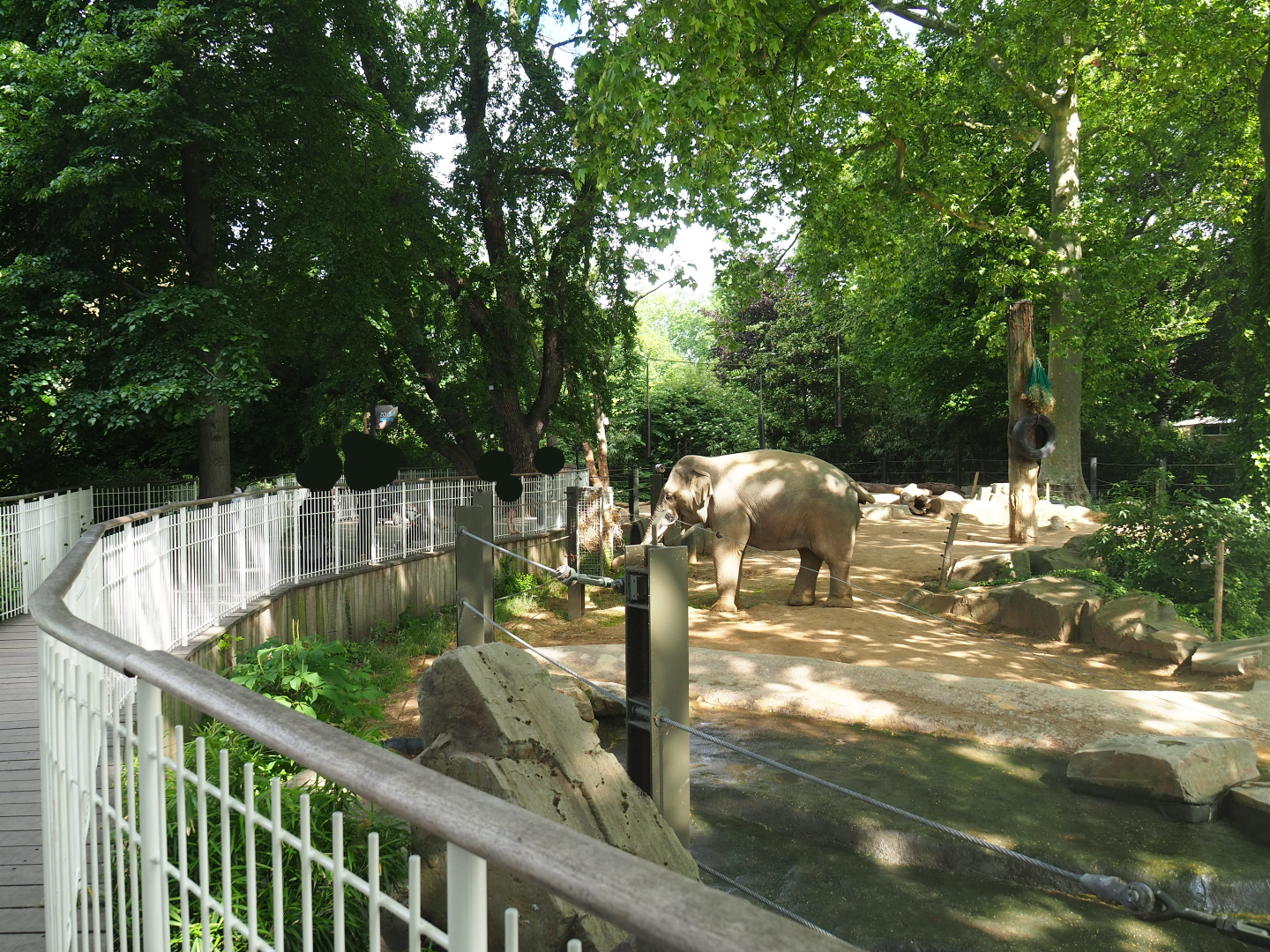 Asian elephant viewing area and part of Asian elephant paddock, 2022-05-26