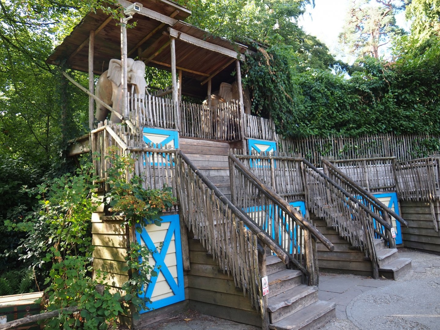 Asian elephant viewing stand