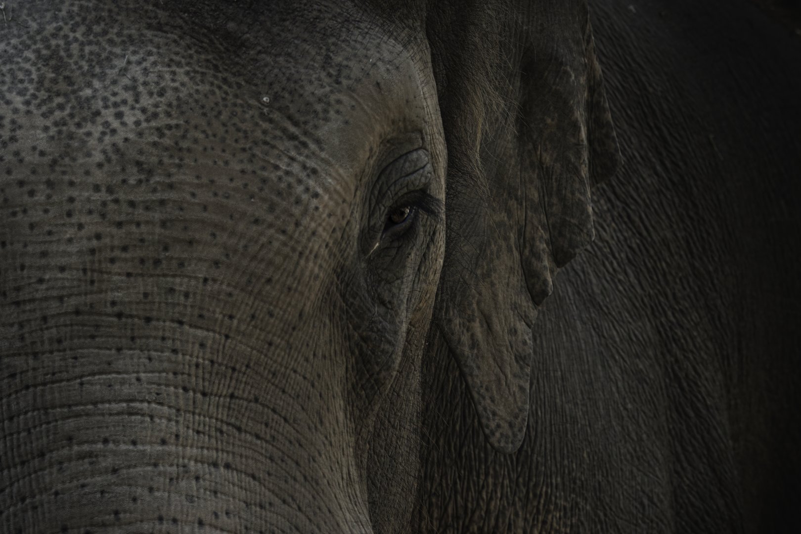 Asian Elephant Viktor