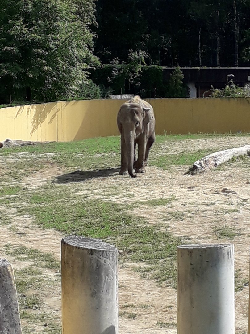 Asian elephant- Vishesh