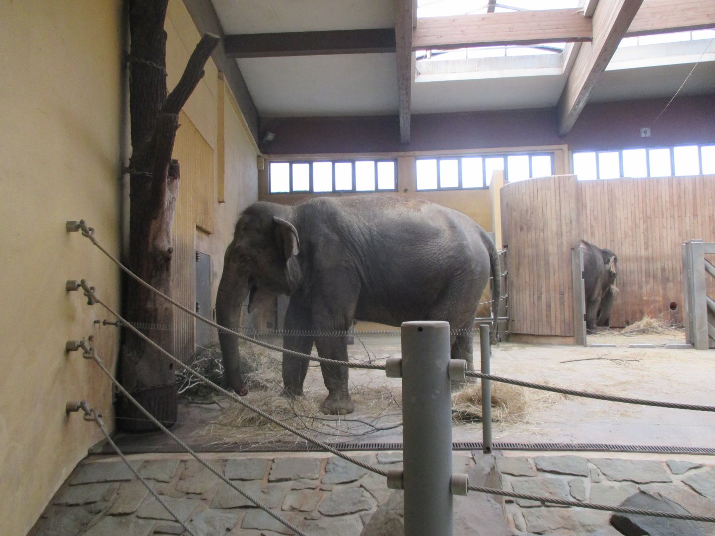 Asian elephant- Vishesh