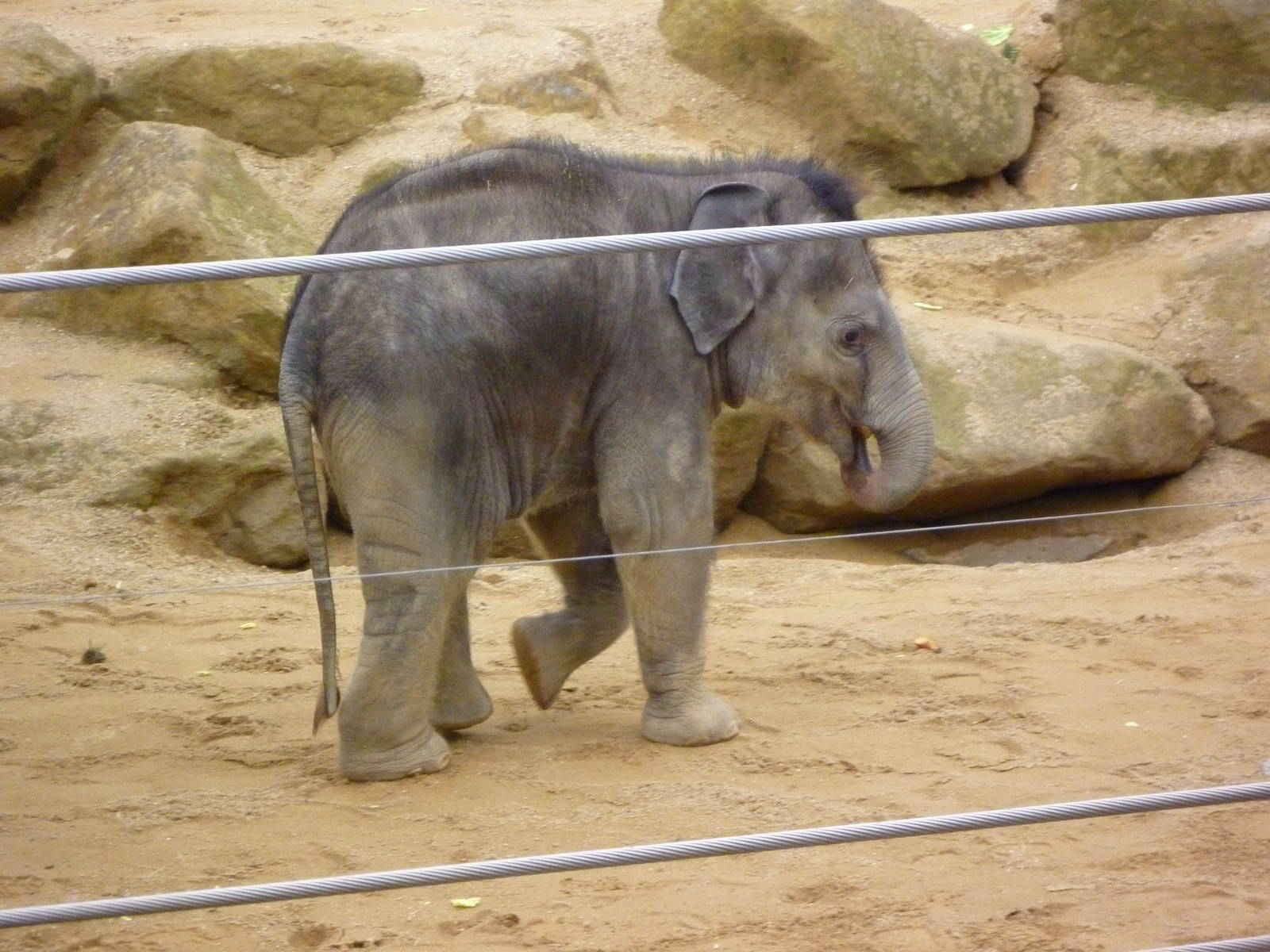 Asian Elephant VJ