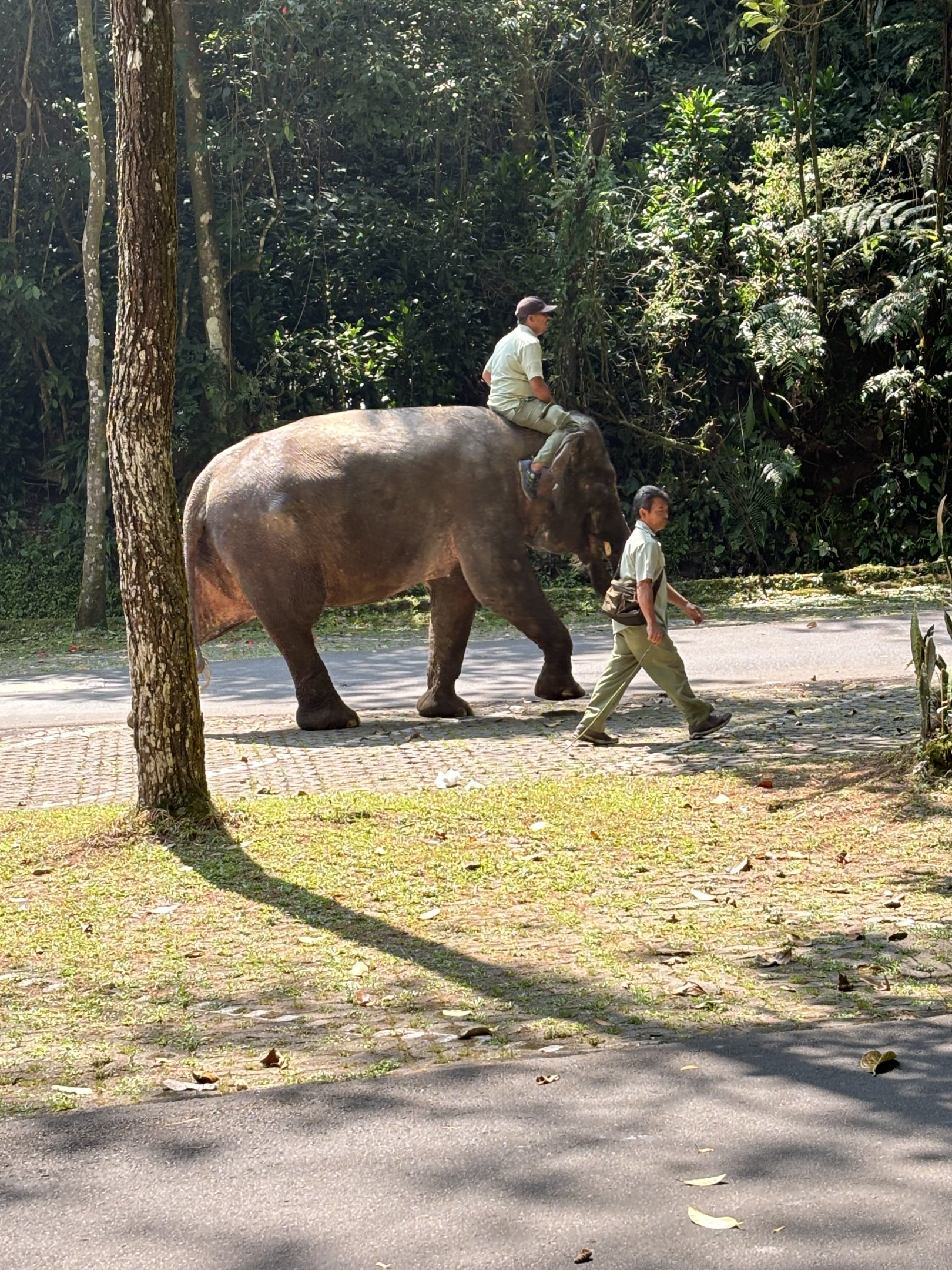 Asian Elephant - walking through zoo