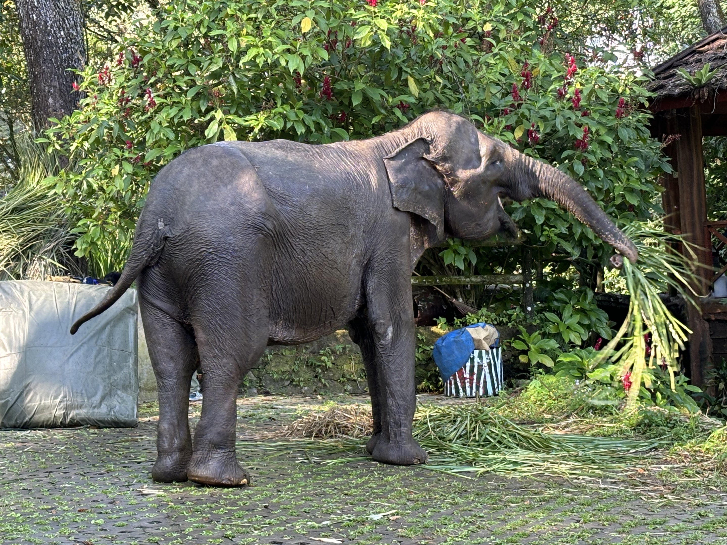Asian Elephant - wandering around