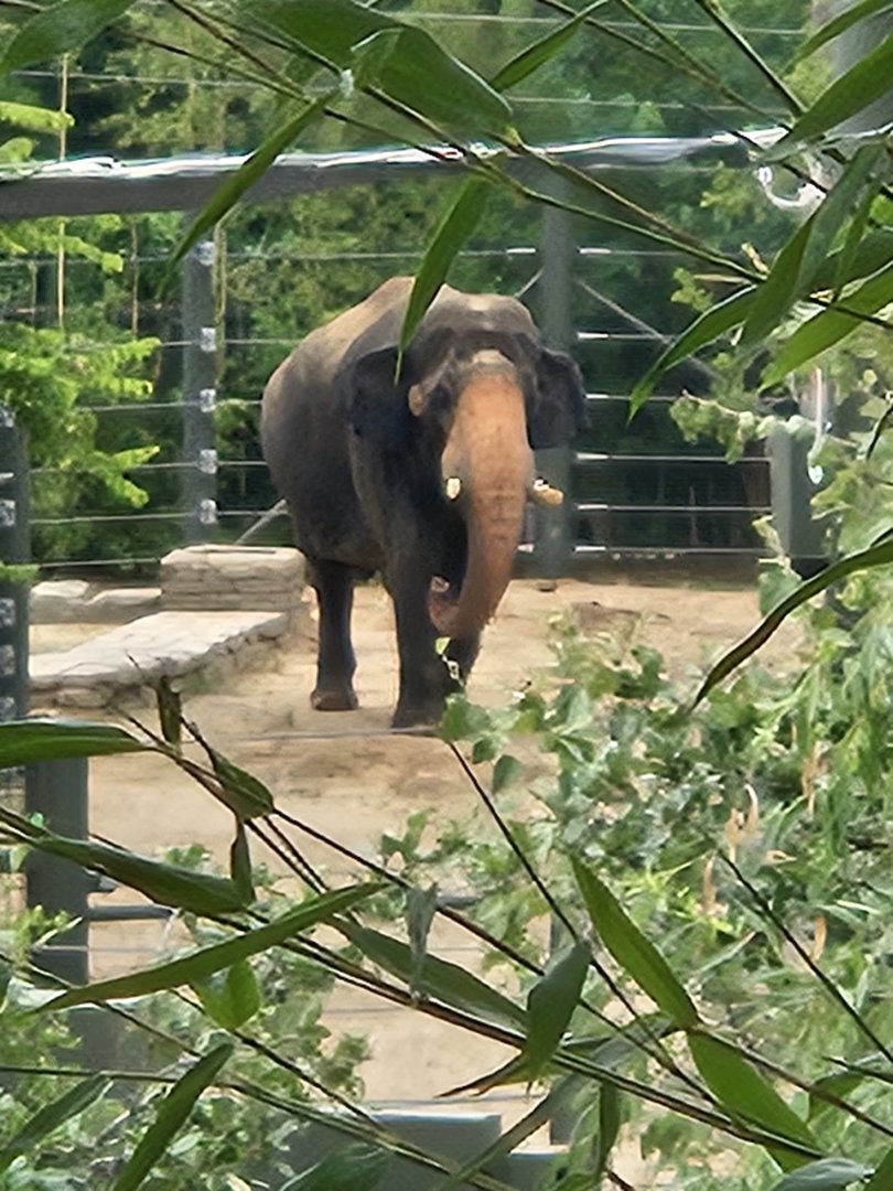 Asian elephant way over there