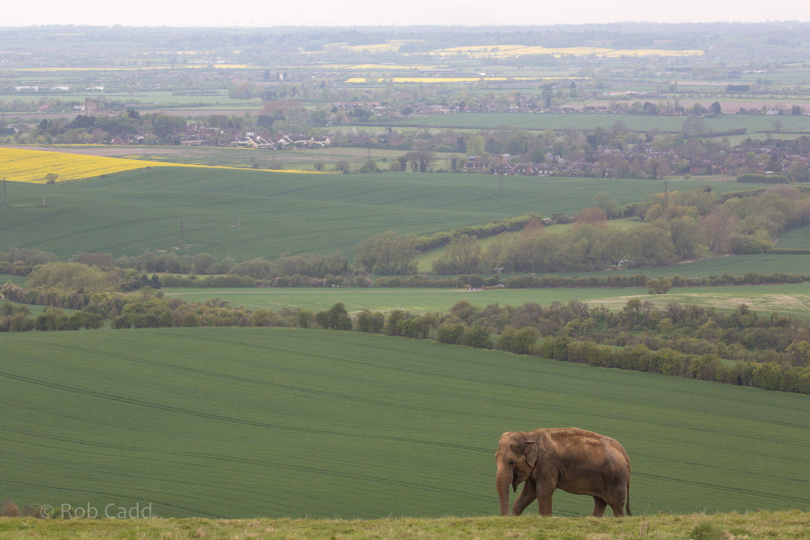 Asian elephant : Whipsnade : 07 May 2016