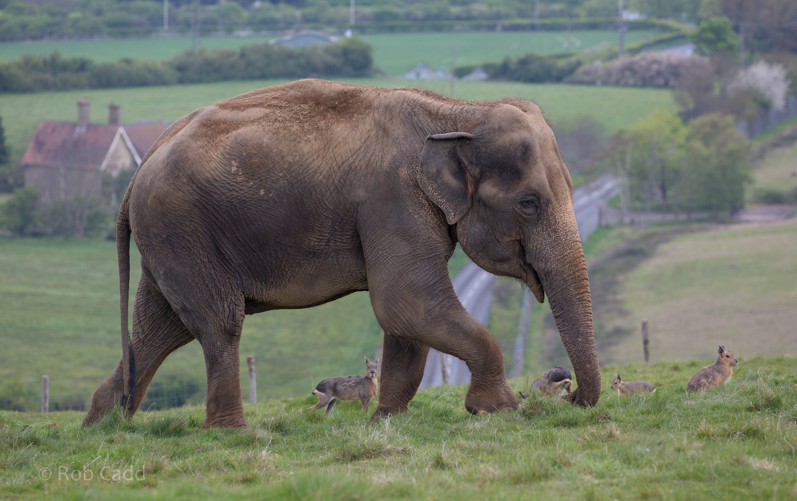 Asian elephant : Whipsnade : 07 May 2016