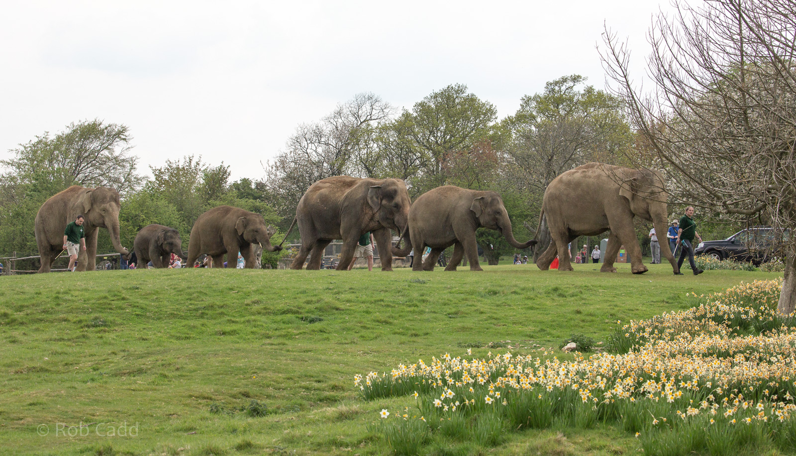 Asian elephant : Whipsnade : 07 May 2016