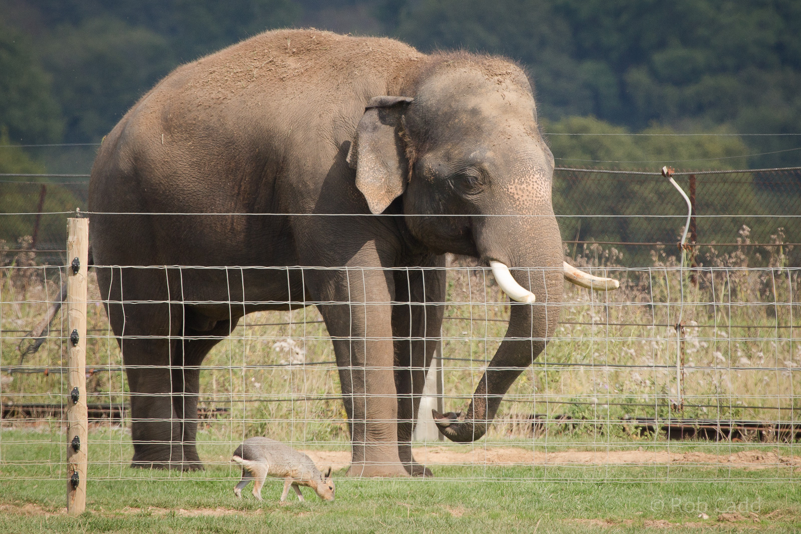 Asian elephant : Whipsnade : 07 Sep 2014