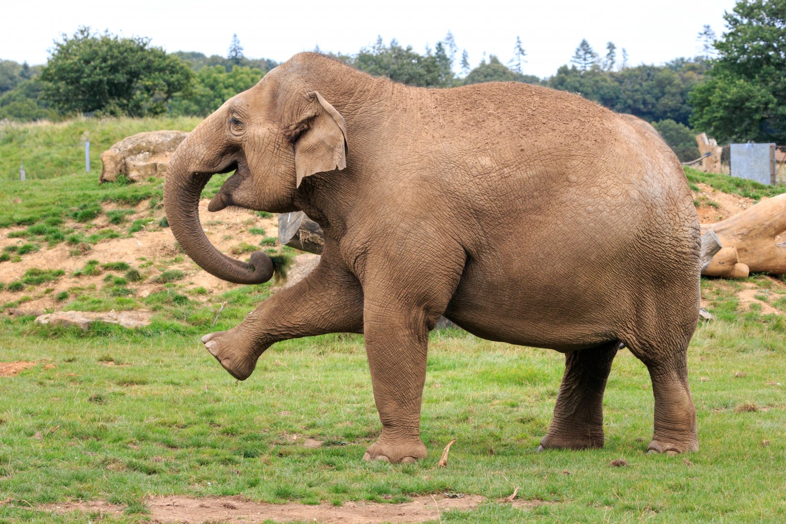 Asian Elephant  / Whipsnade / 17-9-21