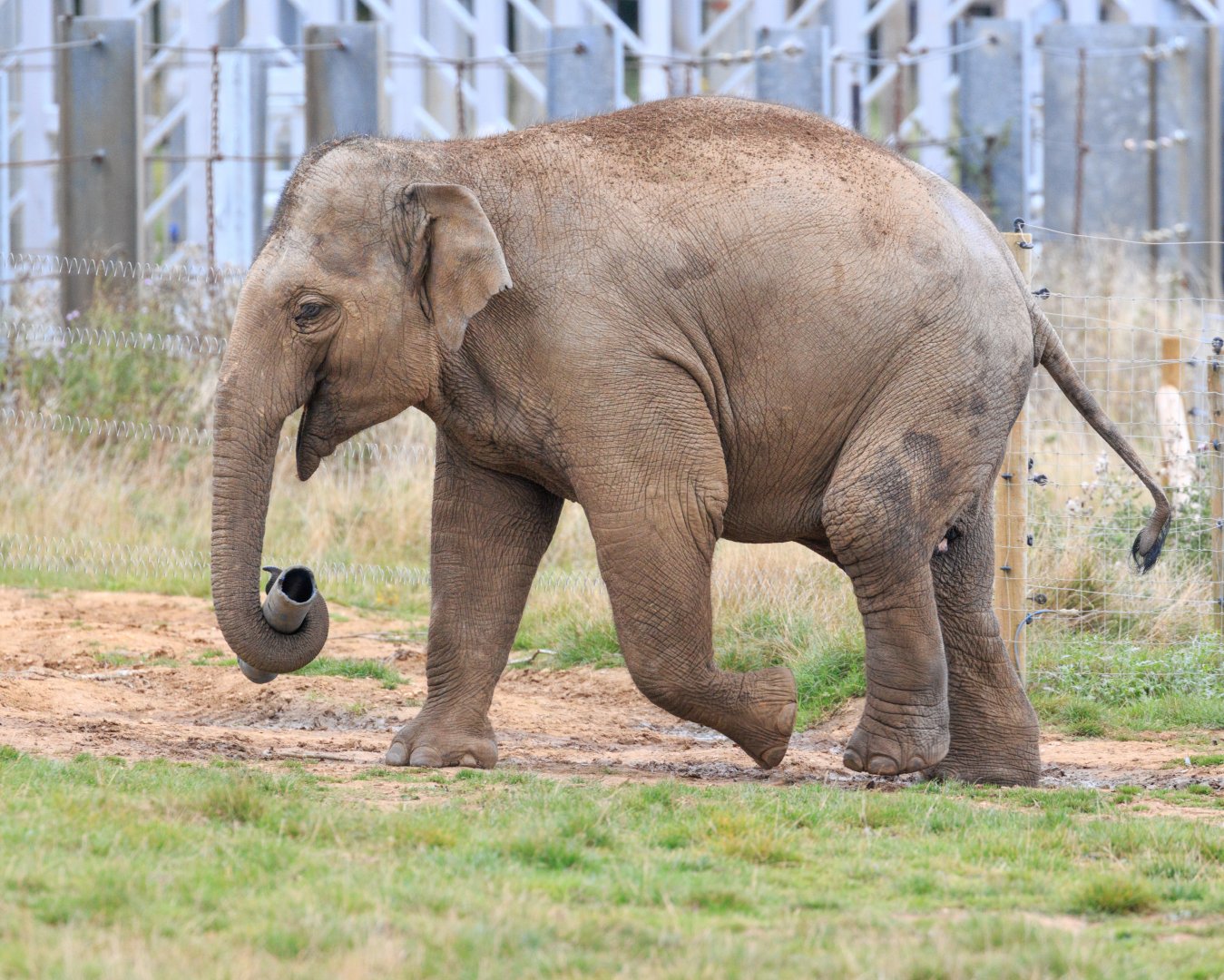 Asian Elephant  / Whipsnade / 17-9-21